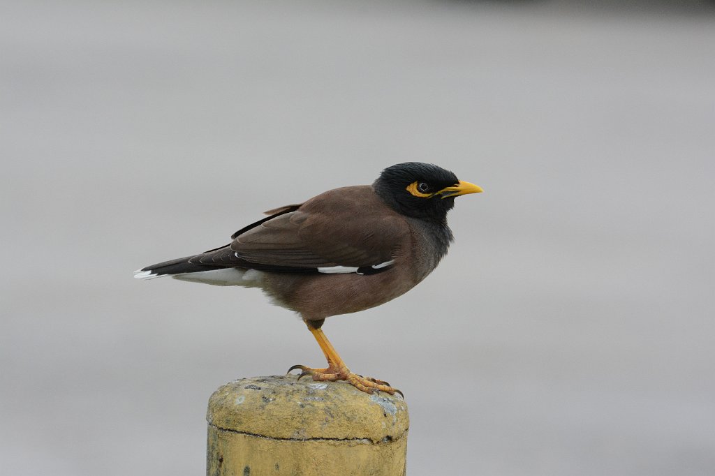 Myna, Common, 2015-01129967 Homestead, FL.JPG - Common Myna. Along WSest Palm Drive near US1, Homestead, FL, 1-12-2015